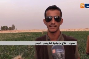 الوادي : خسائر بالجملة تلحق بمنتجي البصل بعد إنهيار أسعاره