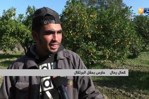 أمن: إعتداءات وسرقات تطال حقول البرتقال.. الفلاحون يستنجدون