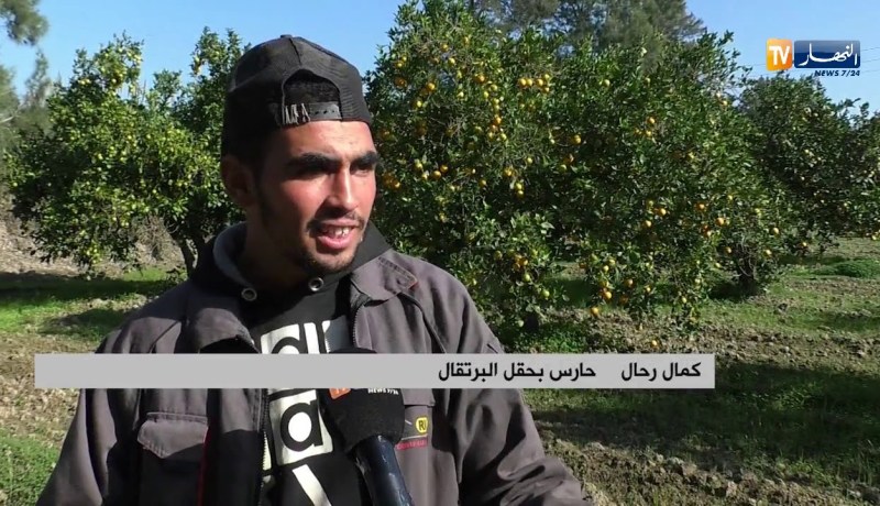 أمن: إعتداءات وسرقات تطال حقول البرتقال.. الفلاحون يستنجدون