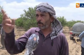 غليزان : الجفاف يهدد النشاطات الفلاحية بمنطقة الشرايطية