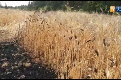 حريق في حقل ببلدية واد الفضة في ولاية الشلف يأتي على المحصول