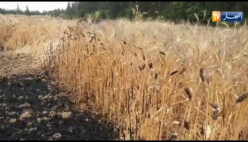 حريق في حقل ببلدية واد الفضة في ولاية الشلف يأتي على المحصول