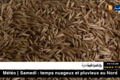 فلاحة: حلم تحقيق الإكتفاء الذاتي للقمح يتلاشى أمام إستمرار الإستيراد