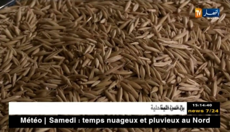 فلاحة: حلم تحقيق الإكتفاء الذاتي للقمح يتلاشى أمام إستمرار الإستيراد