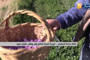 باتنة: زراعة الزعفران.. تجربة ناجحة بإنتاج وفير وطلب متزايد عليه
