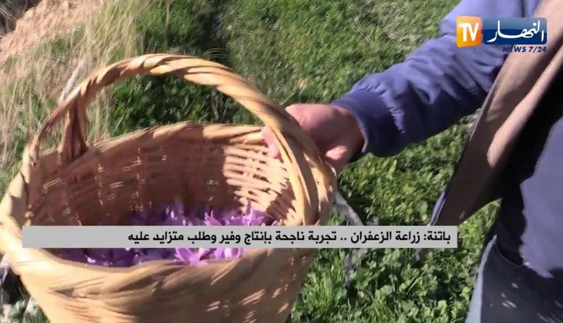 باتنة: زراعة الزعفران.. تجربة ناجحة بإنتاج وفير وطلب متزايد عليه