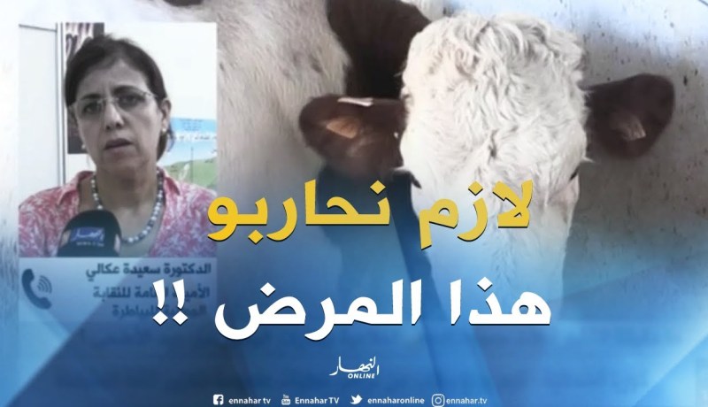 الدكتورة سعيدة عكالي : ” يجب الحذر والتجنيد لمحاربة الحمى القلاعية !! “