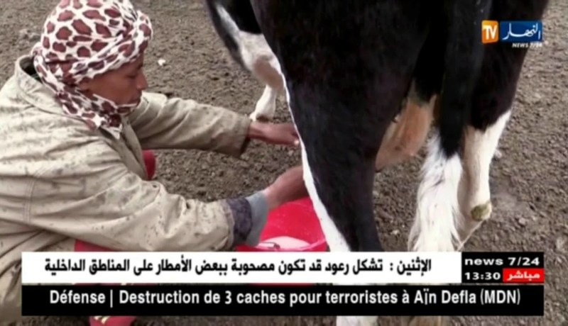 البيض:منتجو الحليب يشتكون صعوبات في التسويق لغياب وحدات الإنتاج