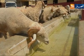 فلاحة/ نفوق الماشية في بعض الولايات بسبب فيروس معدي لم يتم التعرف عليه بعد