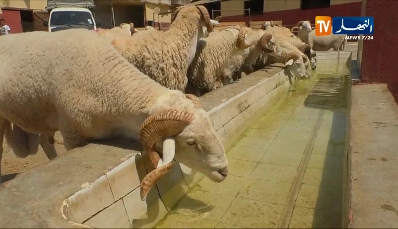 فلاحة/ نفوق الماشية في بعض الولايات بسبب فيروس معدي لم يتم التعرف عليه بعد