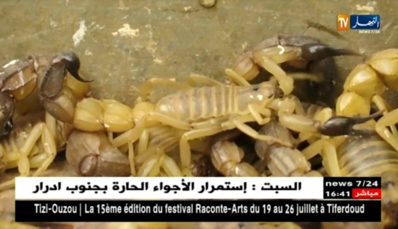 هكذا يتم إستخراج المصل المضاد للتسمم العقربي