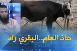 جزائريون يفضلون لحم البقر على لحم الغنم..!
