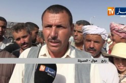 المسيلة/ حركية بيع منعدمة بأسواق الماشية خسائر الموالين تتضاعف