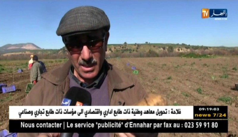 قالمة: تسجيل إنتاج وفير للبطاطا غير الموسمية رغم نقص المياه