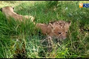 شاهدوا..لبؤة تلد شبلين صغيرين بحديقة الحيوانات و التسلية بالعوانة في جيجل