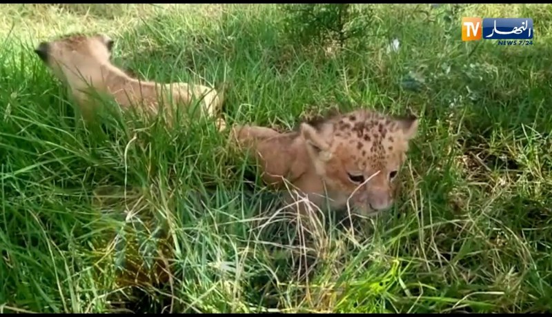 شاهدوا..لبؤة تلد شبلين صغيرين بحديقة الحيوانات و التسلية بالعوانة في جيجل