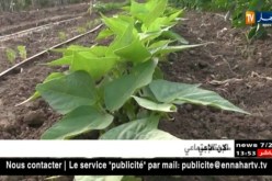 عين تموشنت/ فاصولياء خضراء من نوع نادر تزرع ببلدية أغلال