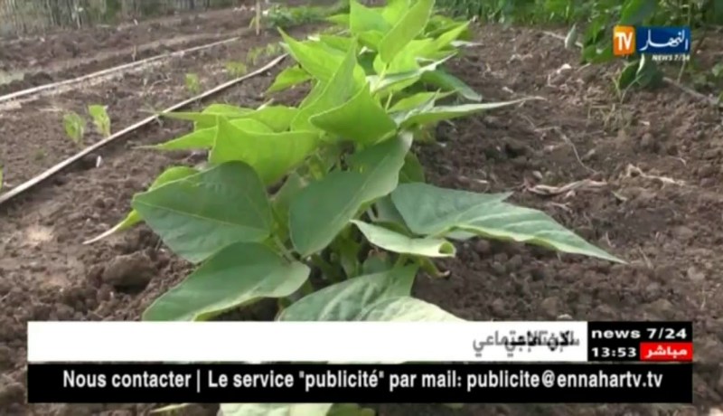 عين تموشنت/ فاصولياء خضراء من نوع نادر تزرع ببلدية أغلال