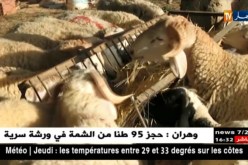 سعيدة/ موالون يعملون على تسمين مواشيهم بطريقة صحيحة