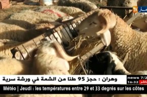 سعيدة/ موالون يعملون على تسمين مواشيهم بطريقة صحيحة