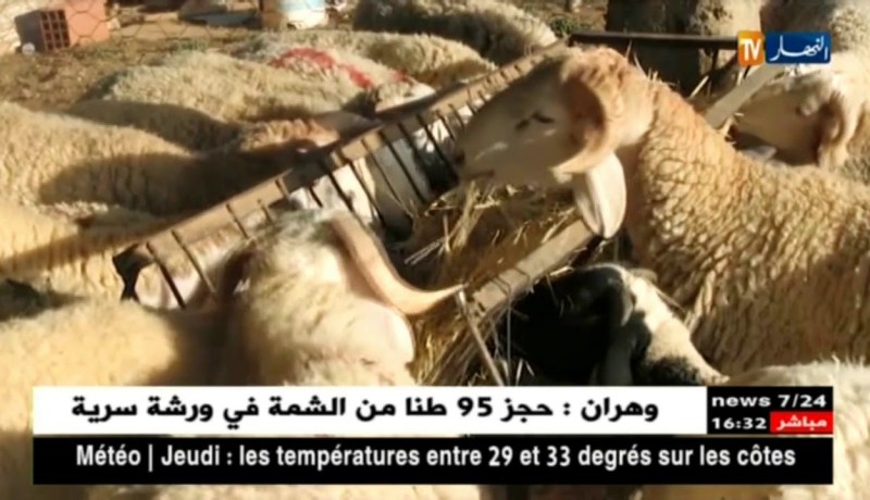 سعيدة/ موالون يعملون على تسمين مواشيهم بطريقة صحيحة