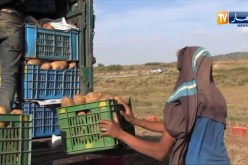 وزارة الفلاحة تعول على شعبة البطاطا في تنظيم السوق والتصدير