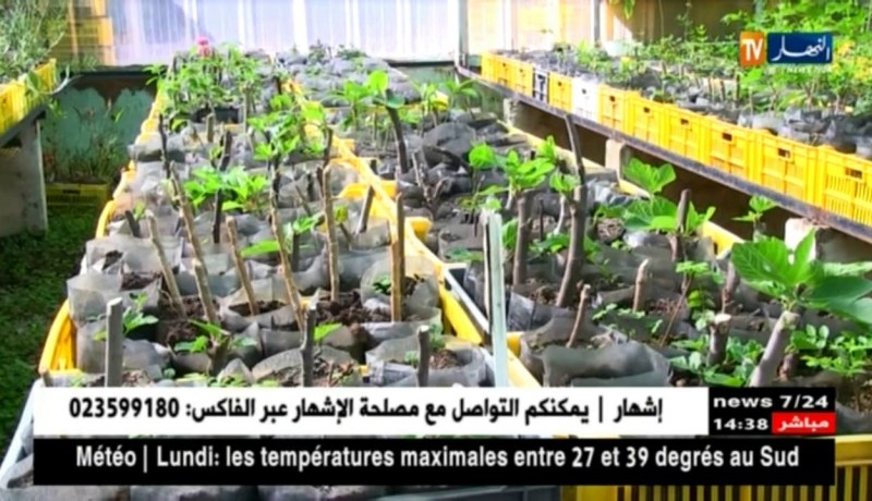 جيجل : مشتلة واد كيسير ..حفاظ على الغطاء الغابي من الكوارث الطبيعية و البشرية