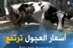 فلاحة: أسعار العجول ترتفع بنسبة 30 بالمئة..الزبون في حيرة