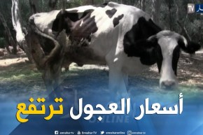 فلاحة: أسعار العجول ترتفع بنسبة 30 بالمئة..الزبون في حيرة