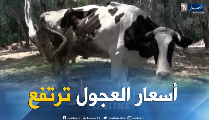 فلاحة: أسعار العجول ترتفع بنسبة 30 بالمئة..الزبون في حيرة