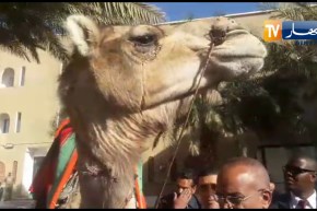 عمال سوناطراك يهدون جمل وبرنوس لرئيس الجمهورية بأدرار