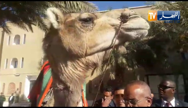 عمال سوناطراك يهدون جمل وبرنوس لرئيس الجمهورية بأدرار