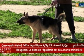 سيدي بلعباس: كلاب للبيع وبأسعار تفوق 60 مليون سنتيم