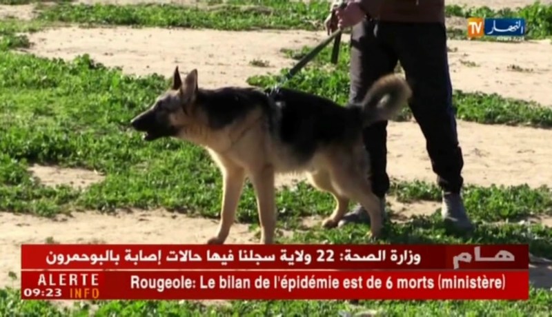 سيدي بلعباس: كلاب للبيع وبأسعار تفوق 60 مليون سنتيم