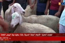 قالمة: إرتفاع أسعار الأضاحي والموال يتهم البائع في الدرجة الثانية والثالثة