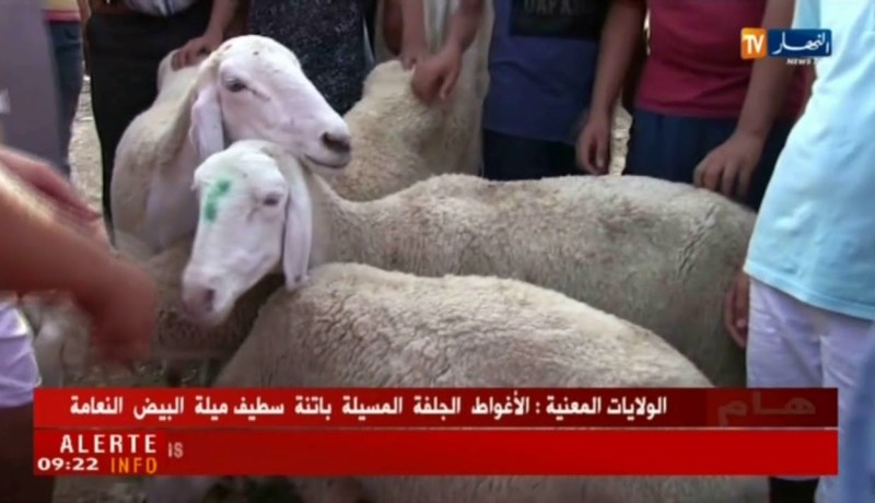 قالمة: إرتفاع أسعار الأضاحي والموال يتهم البائع في الدرجة الثانية والثالثة