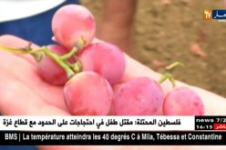 فلاحة/ معادلة تصدير العنب تسقط في الماء…والأسعار مرشحة للإرتفاع