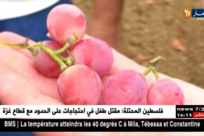 فلاحة/ معادلة تصدير العنب تسقط في الماء…والأسعار مرشحة للإرتفاع