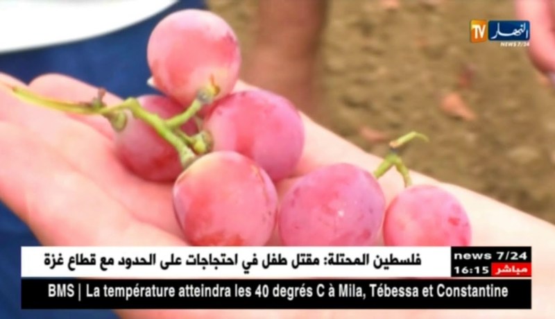 فلاحة/ معادلة تصدير العنب تسقط في الماء…والأسعار مرشحة للإرتفاع