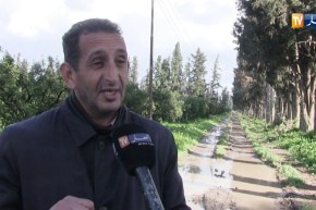 فلاحة: الإضطرابات الجوية تعرقل جني محصول الحمضيات