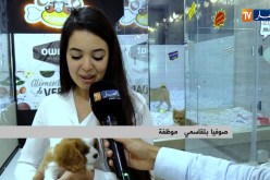 ثقافة: coco animals عالم رائع تصنعه كلاب وقطط نادرة !!