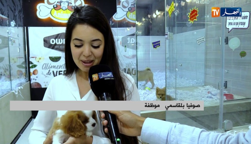 ثقافة: coco animals عالم رائع تصنعه كلاب وقطط نادرة !!