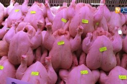 تجارة/ رغم إرتفاع أسعاره…”الدجاج” لازمة لا غنى عنها في عشاء المولد النبوي