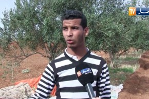 عين تموشنت: غياب ثقافة الجني السليم للزيتون يتسبب في تلف الأشجار