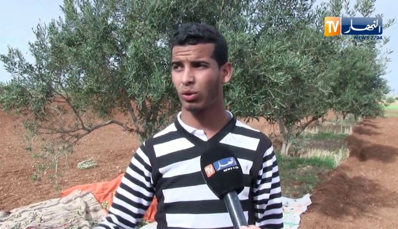 عين تموشنت: غياب ثقافة الجني السليم للزيتون يتسبب في تلف الأشجار