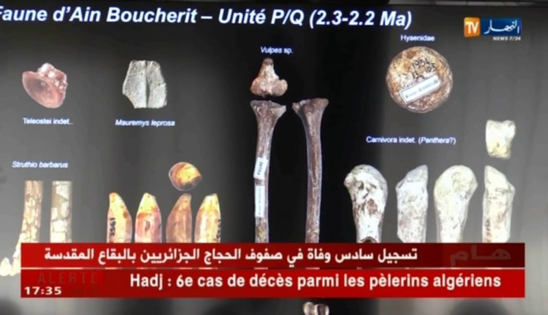 تاريخ: التنقيب الأثري.. يكشف عن فيلة ضخمة عاشت بالجزائر