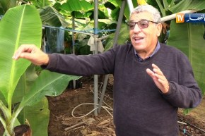 فلاحة: مستثمرة مزوزي لإنتاج الموز بسيدي فرج.. بمثلها نقضي على الإستيراد