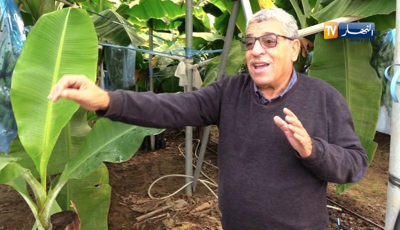 فلاحة: مستثمرة مزوزي لإنتاج الموز بسيدي فرج.. بمثلها نقضي على الإستيراد