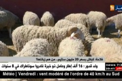 فلاحة: كباش بسعر 20 مليون سنتيم.. من هم زبائنها ؟