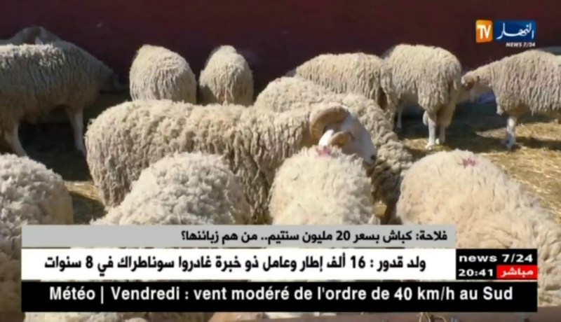 فلاحة: كباش بسعر 20 مليون سنتيم.. من هم زبائنها ؟